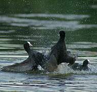 Eurasian Coot