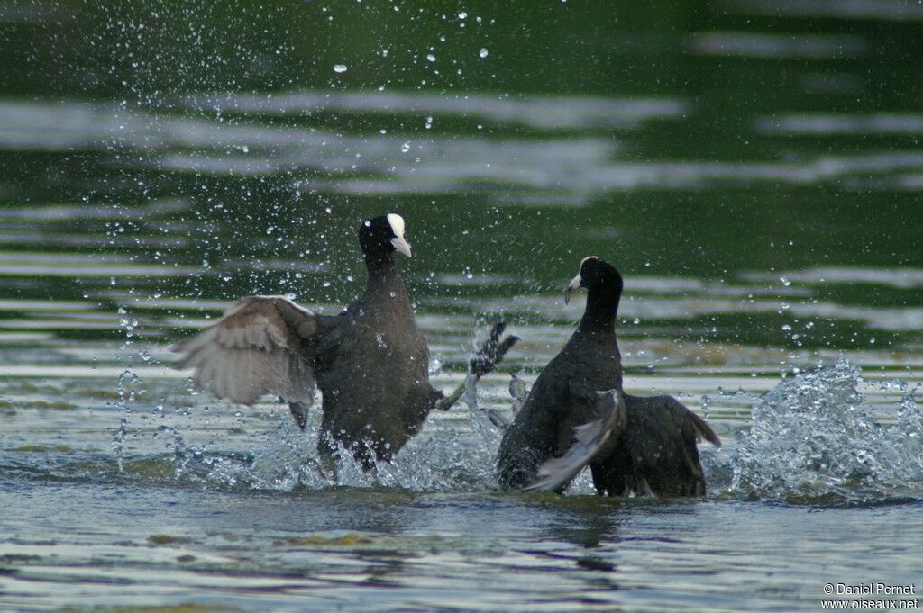 Eurasian Coot male adult, Behaviour