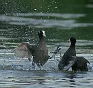 Eurasian Coot