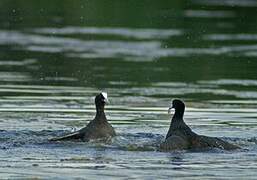 Eurasian Coot