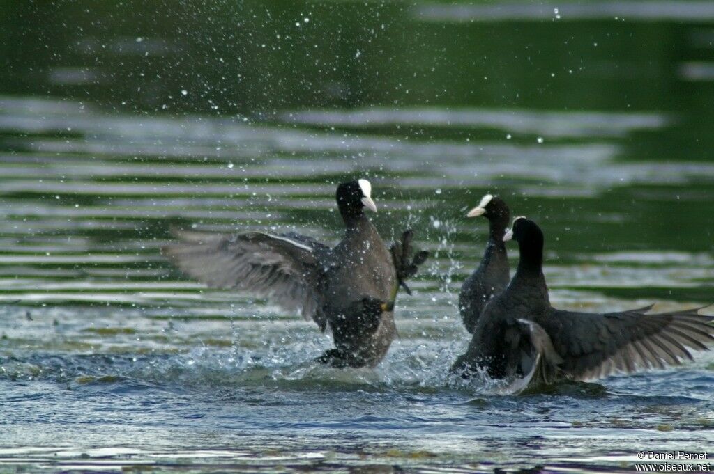 Eurasian Coot male adult, Behaviour