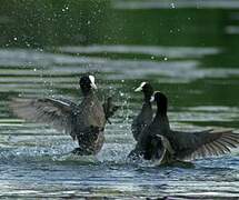 Eurasian Coot