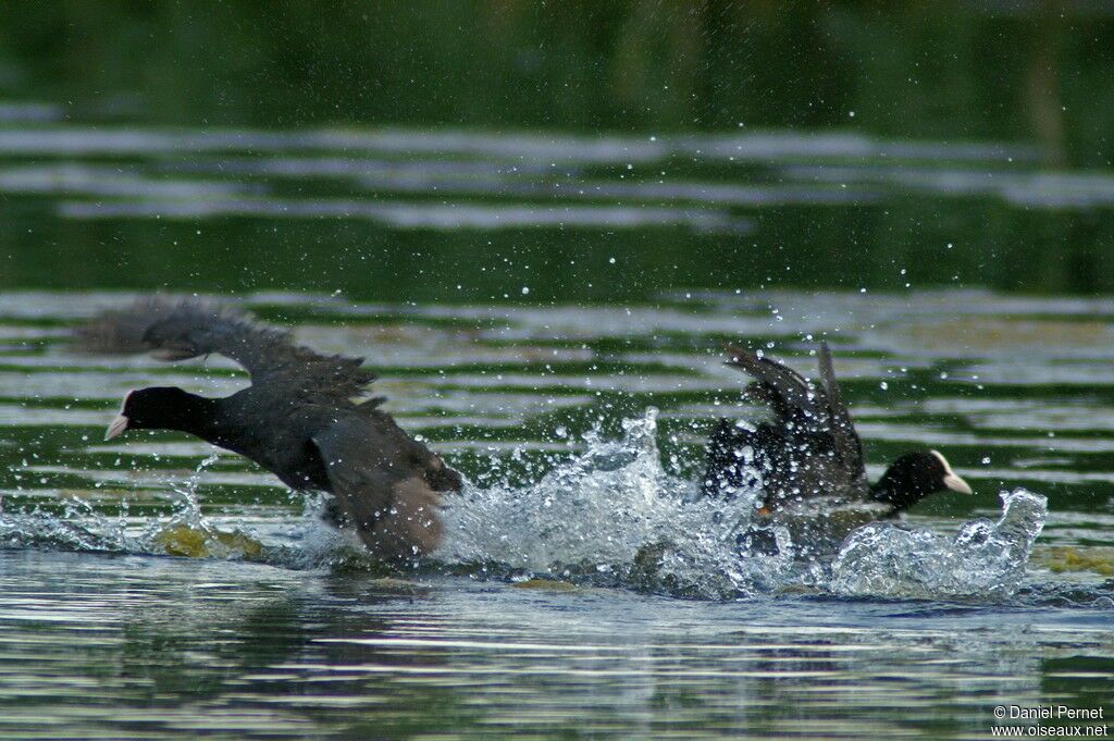 Eurasian Coot male adult, Behaviour