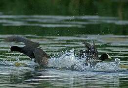 Eurasian Coot