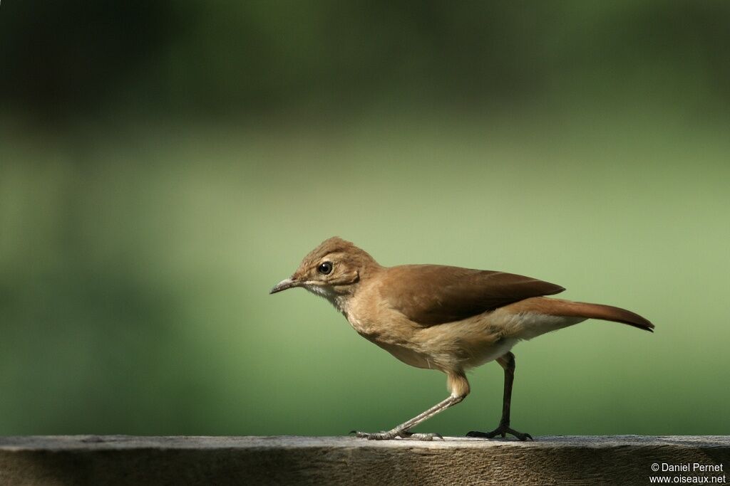 Rufous Horneroadult, identification, Reproduction-nesting