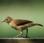 Rufous Hornero