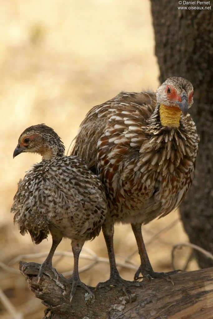 Francolin à cou jauneadulte, identification