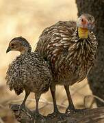 Yellow-necked Spurfowl