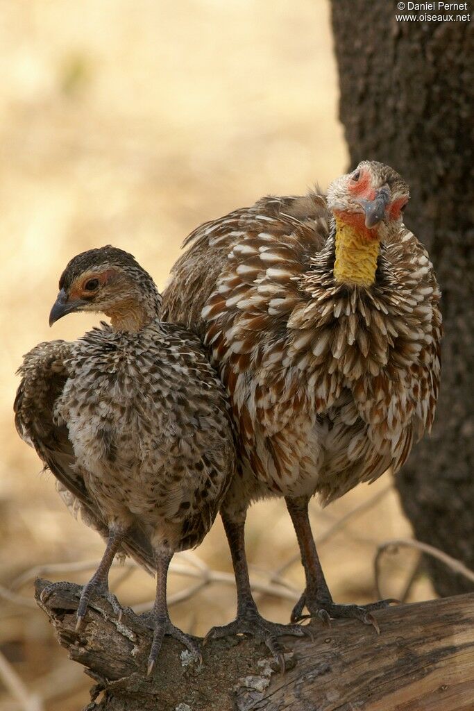 Francolin à cou jauneadulte, identification