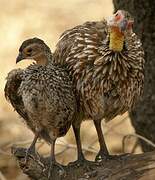 Francolin à cou jaune