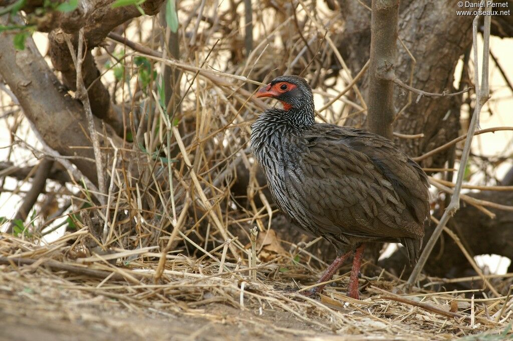 Red-necked Spurfowl male adult, identification