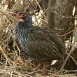 Francolin à gorge rouge