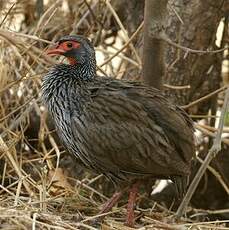 Francolin à gorge rouge