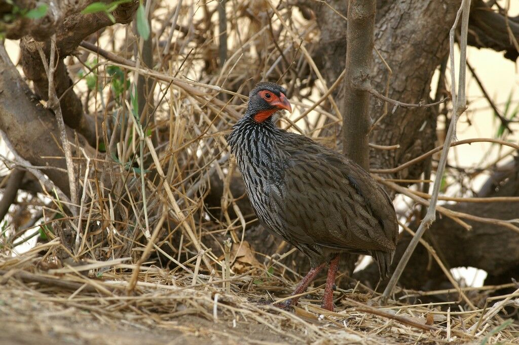 Francolin à gorge rouge mâle adulte, identification