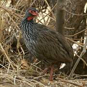 Francolin à gorge rouge