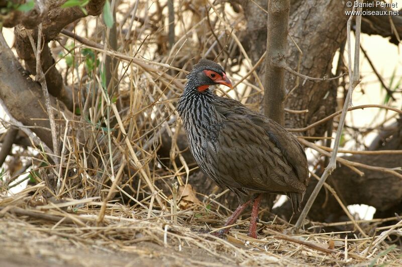 Red-necked Spurfowl male, identification