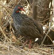 Francolin à gorge rouge