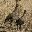 Francolin à poitrine grise