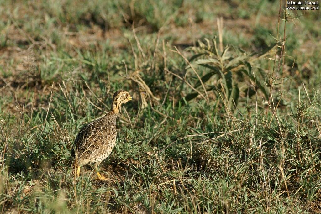 Coqui Francolin, identification