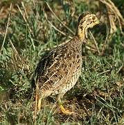 Coqui Francolin