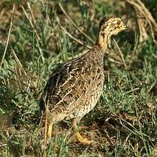 Francolin coqui