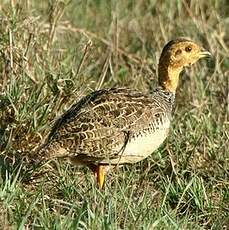 Francolin coqui