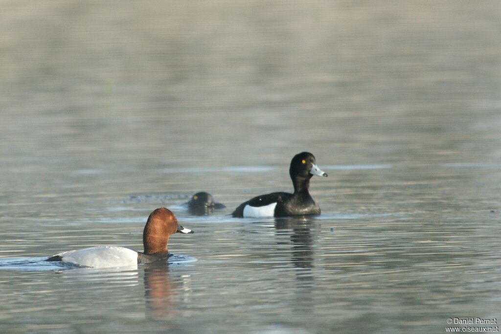 Common Pochard male adult, identification