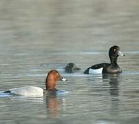 Common Pochard