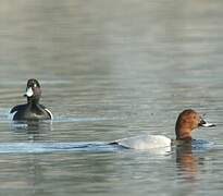 Common Pochard