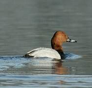 Common Pochard