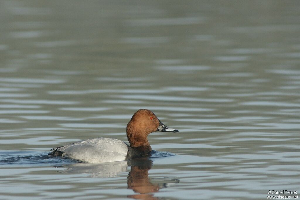 Common Pochard male adult