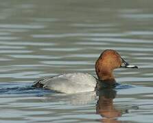 Common Pochard