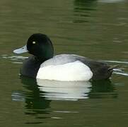 Greater Scaup