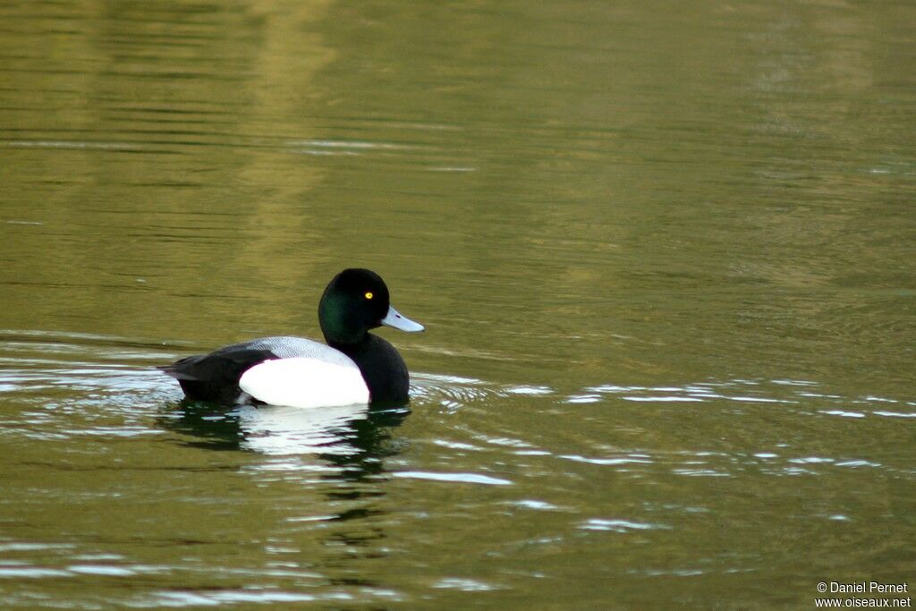 Greater Scaup male adult, identification