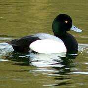 Greater Scaup