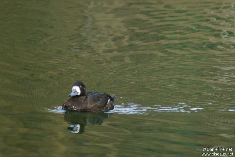 Greater Scaup female, identification