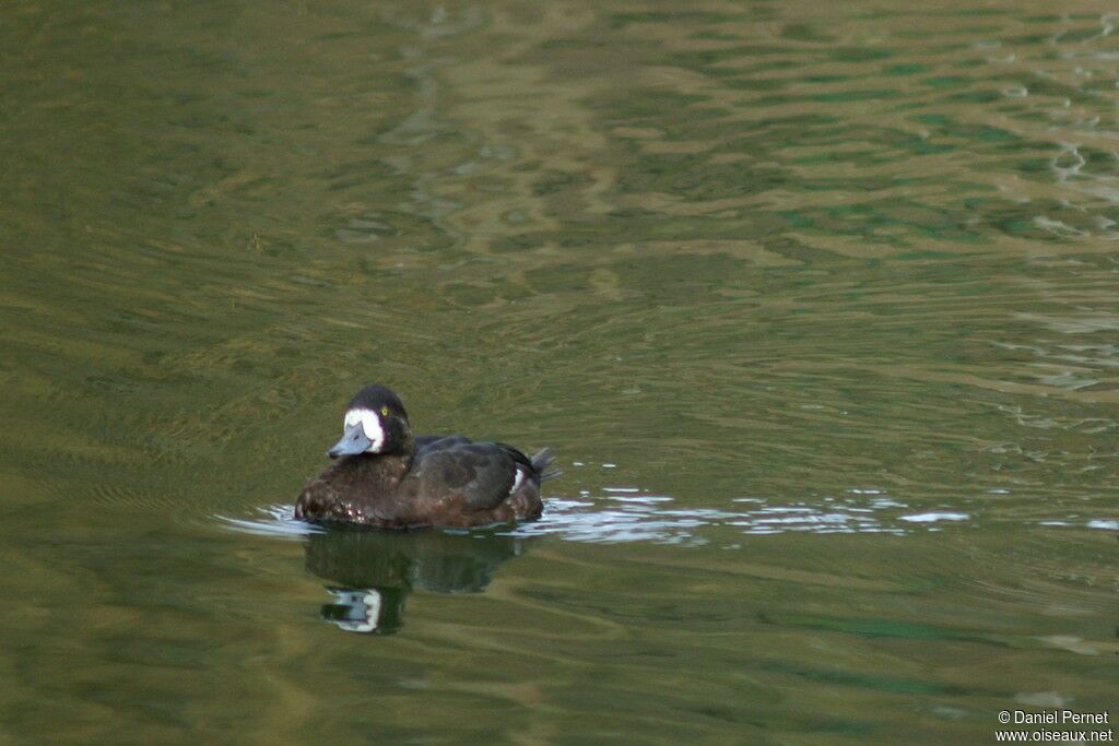 Greater Scaup female, identification