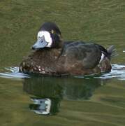 Greater Scaup