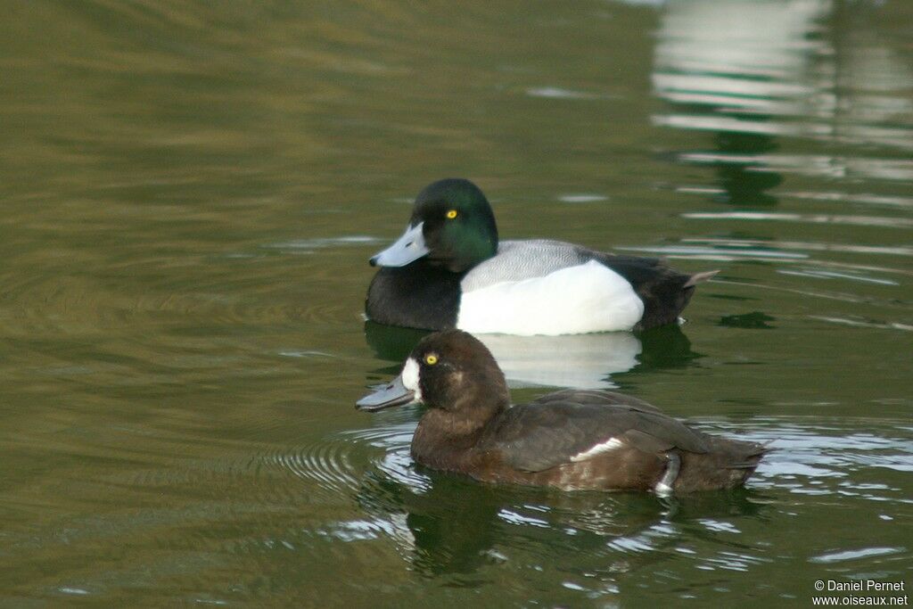 Greater Scaup adult, identification