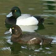 Greater Scaup