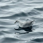 Northern Fulmar