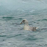 Fulmar boréal