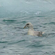 Northern Fulmar