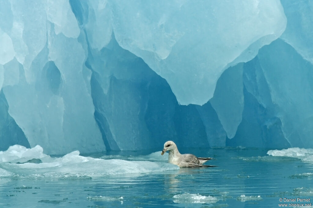 Fulmar boréaladulte, identification, nage
