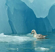 Fulmar boréal