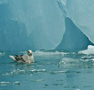 Fulmar boréal