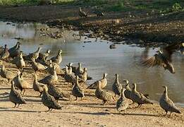 Yellow-throated Sandgrouse