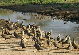 Yellow-throated Sandgrouse