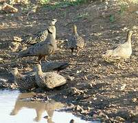 Yellow-throated Sandgrouse