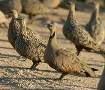 Yellow-throated Sandgrouse